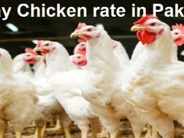 What is 1 KG Chicken Price in Pakistan Today 2024 (Poultry Rate?)