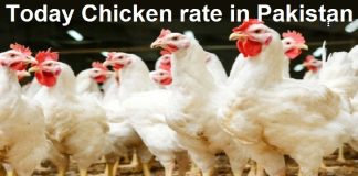 What is 1 KG Chicken Price in Pakistan Today 2024 (Poultry Rate?)